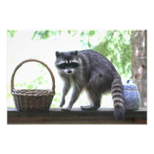 Guilty Racoon and Cookie Jar Photographic Print