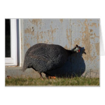 Guinea Fights His Own Shadow Card