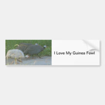 Guinea Fowl Bumper Sticker