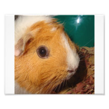 Guinea Pig