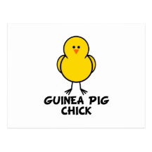 Guinea Pig Chick Post Card