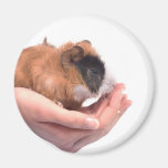 guinea pig fridge magnet