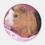 guinea pig fridge magnets