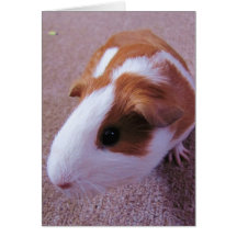 Guinea Pig Greeting Card