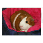 Guinea Pig in a Cozie Notecard