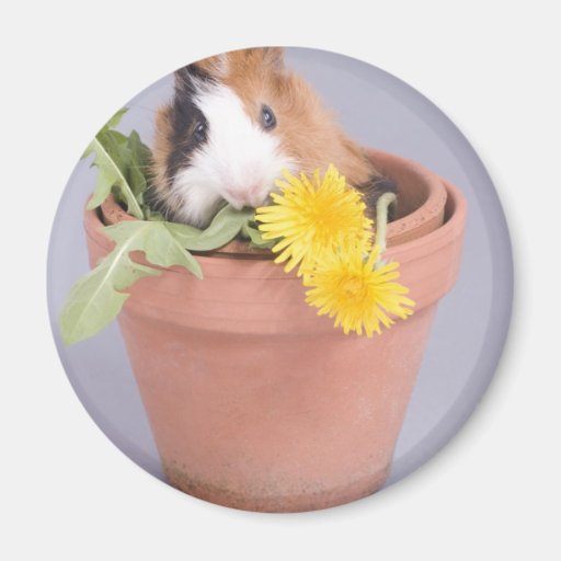 guinea pig in a flowerpot fridge magnet