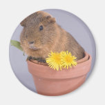 guinea pig in a flowerpot fridge magnets