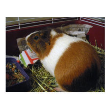 Guinea Pig Post Card