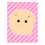 Guinea Pig. Post Card