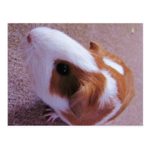 Guinea Pig Post Card
