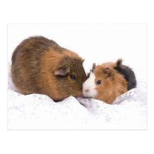 guinea pig post card
