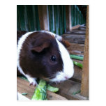 guinea pig post cards