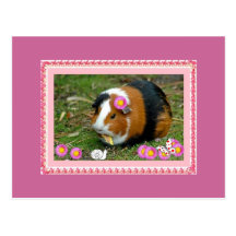 guinea pig post cards