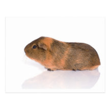 guinea pig post cards