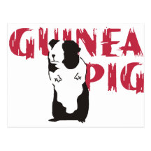 Guinea Pig Post Cards