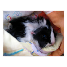 guinea pig postcard