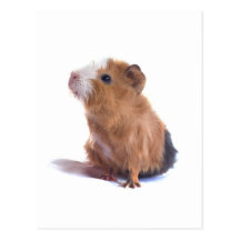 guinea pig postcards
