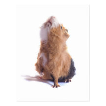 guinea pig, postcards