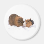 guinea pig refrigerator magnets