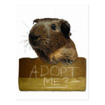Guinea Pig Rescue Adoption Post Card