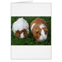 Guinea Pigs Cards