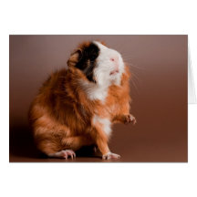 guinea pigs carte de vœux