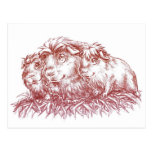 Guinea Pigs II Postcard