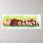 Guinea Pigs Posters