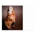 guinea pigs prepared, carte postale