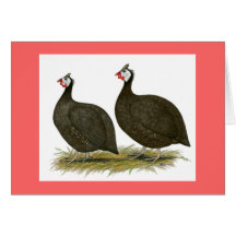 Guineas:  Chocolate Greeting Cards