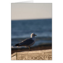 Gull Bright Eye Card