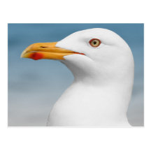 Gull Face Portrait Postcard