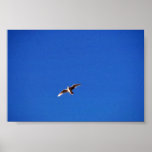 Gull Print