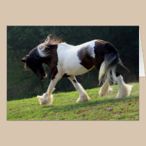 Gypsy Vanner cards