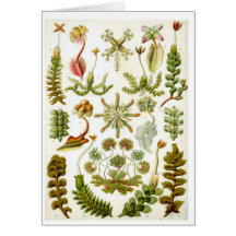 Haeckel_Hepaticae Cards