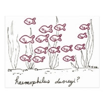 Haemophilus Ducreyi postcard postcards