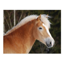 Haflinger 2 post card