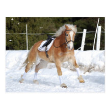 Haflinger 4 postcards