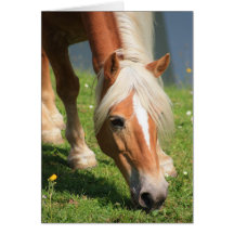 Haflinger Greeting Cards