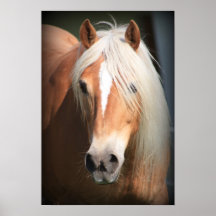 Haflinger Poster