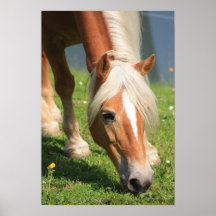 Haflinger Posters
