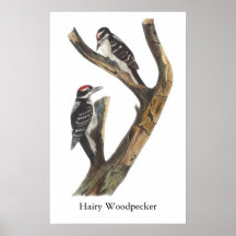 Hairy Woodpecker, John Audubon Poster