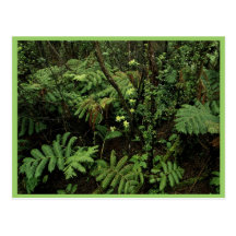Hakalau Forest National Wildlife Refuge, Hawaii Postcard