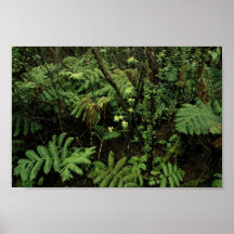 Hakalau Forest National Wildlife Refuge, Hawaii Print