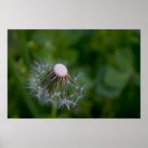 Half-gone dandelion poster