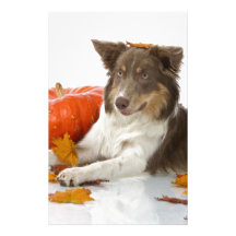 halloween border collie custom stationery