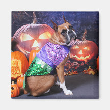 Halloween - Boxer - Roxy Fridge Magnets
