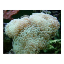 Hammer Coral Postcard