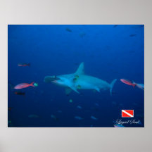 HammerHead Shark - Poster
