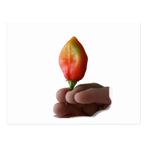 Hand And Hot Habernero Pepper Photograph Postcards